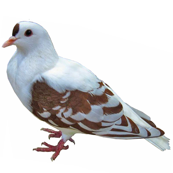 Swallow Pigeon